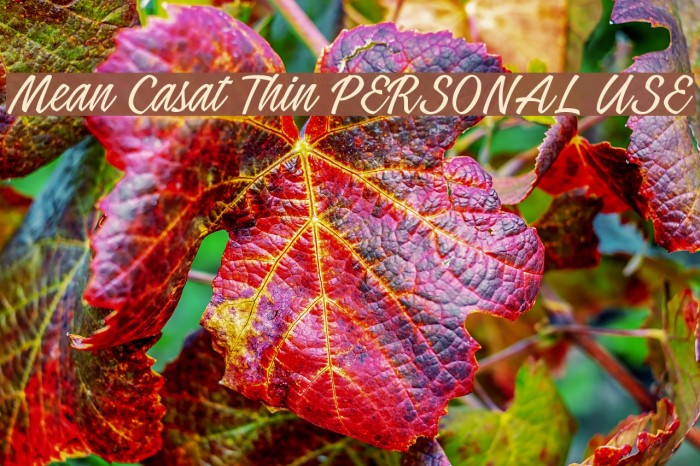 Mean Casat Thin PERSONAL USE Example 1