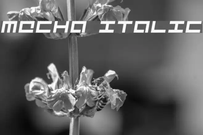 Mecha Italic Font examples
