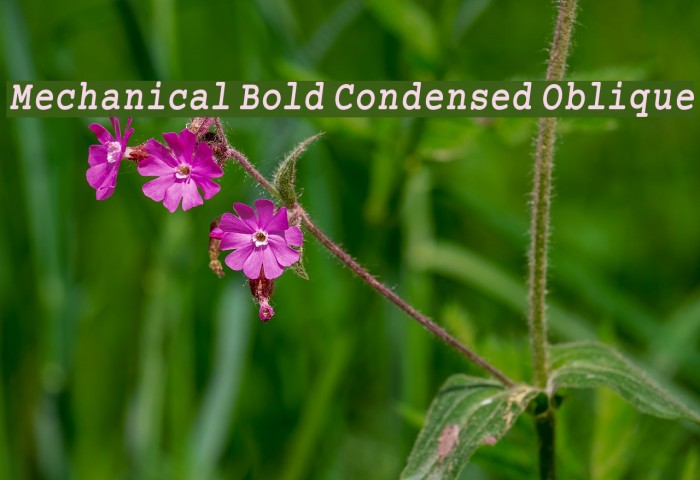 Mechanical Bold Condensed Oblique Example 2