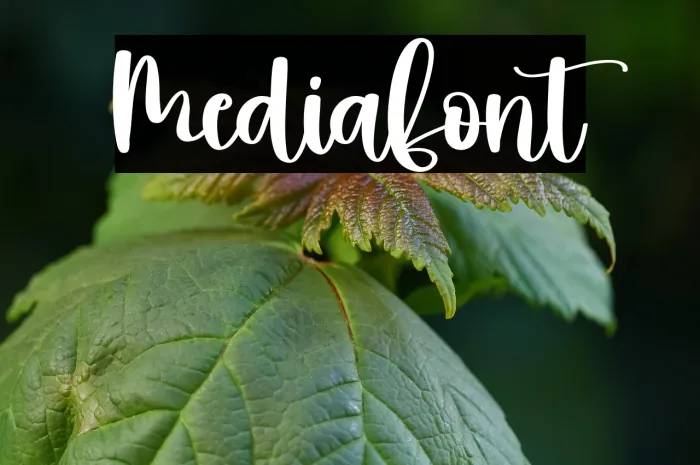 Media Example 2