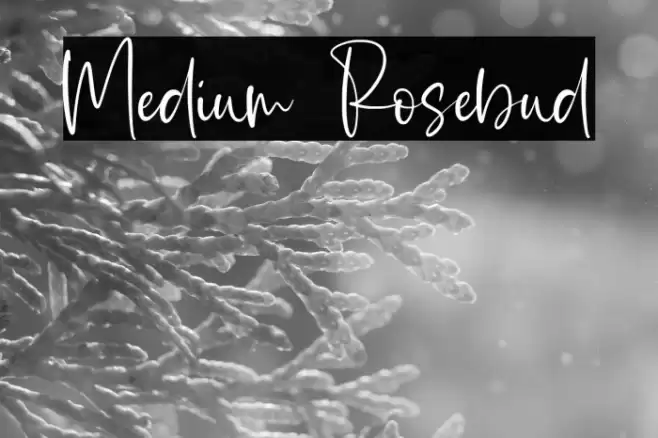Medium Rosebud Font examples