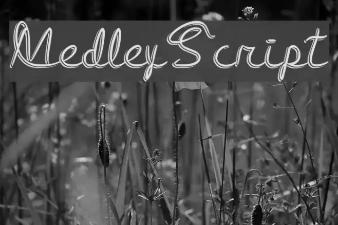 Medley_Script Font examples