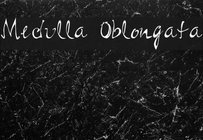 Medulla Oblongata Example 3