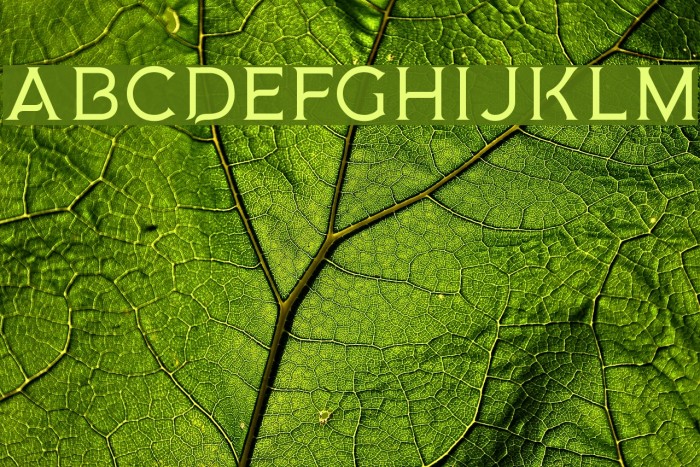 MedusaGothic Example 2