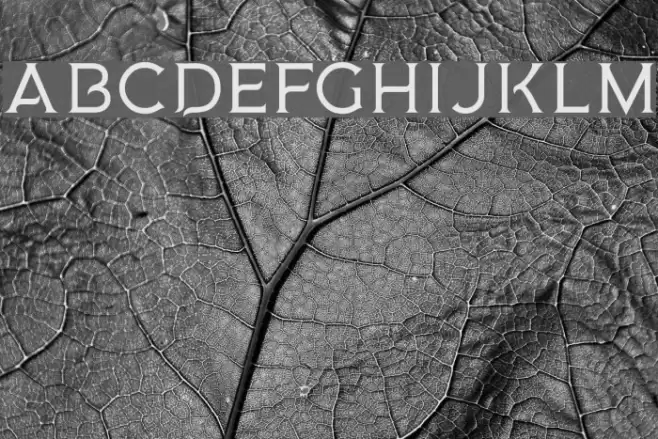 MedusaGothic Font examples