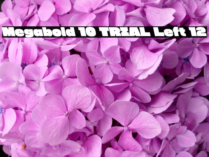 Megabold 1.0 TRIAL Left 12 Example 1