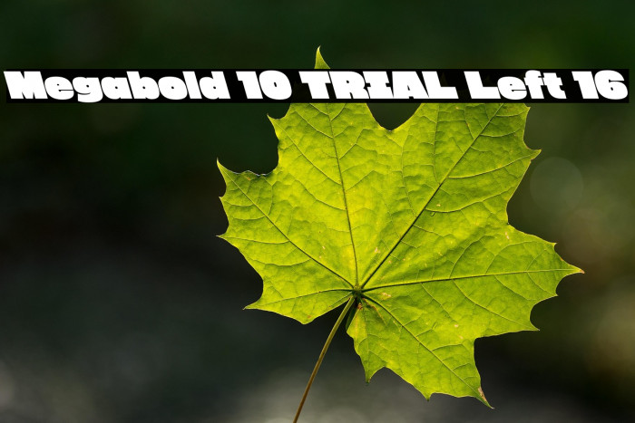 Megabold 1.0 TRIAL Left 16 Example 3