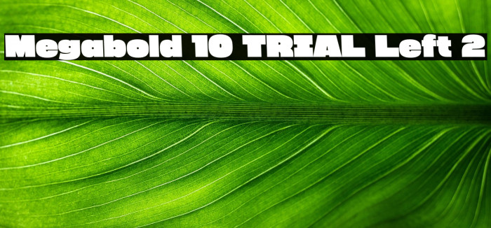 Megabold 1.0 TRIAL Left 2 Example 3