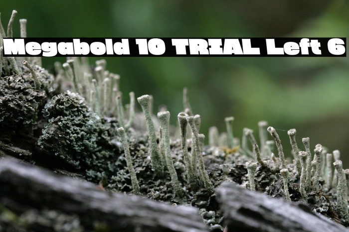 Megabold 1.0 TRIAL Left 6 Example 3