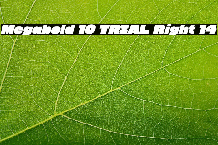 Megabold 1.0 TRIAL Right 14 Example 2