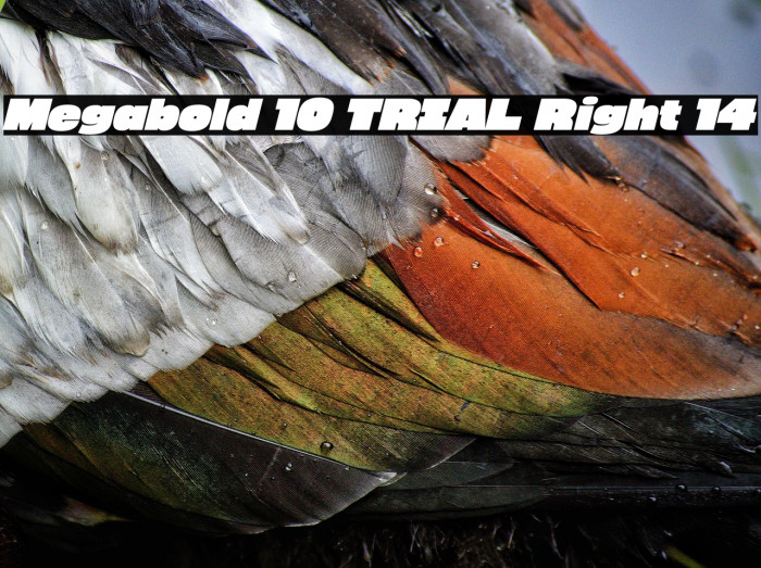 Megabold 1.0 TRIAL Right 14 Example 3