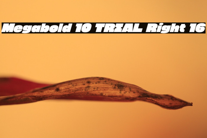 Megabold 1.0 TRIAL Right 16 Example 1