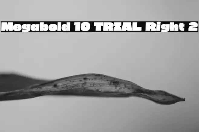 Megabold 1.0 TRIAL Right 2 Font examples
