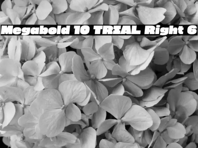 Megabold 1.0 TRIAL Right 6 Font examples
