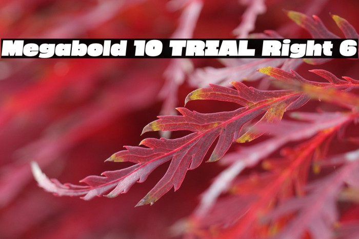 Megabold 1.0 TRIAL Right 6 Example 3