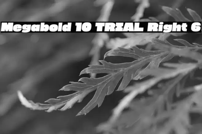 Megabold 1.0 TRIAL Right 6 Font examples