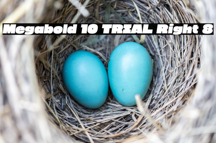 Megabold 1.0 TRIAL Right 8 Example 1