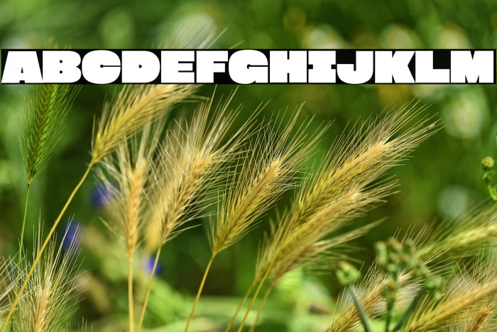 Megabold 1.0 Example 1