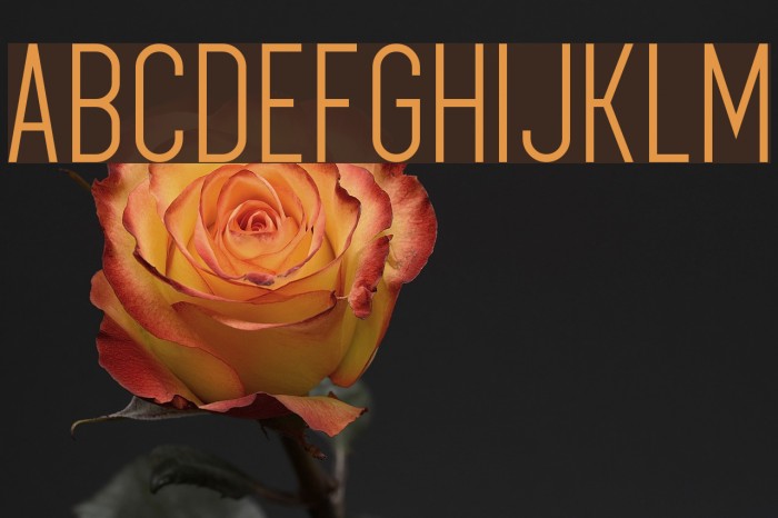 Megan June Font examples