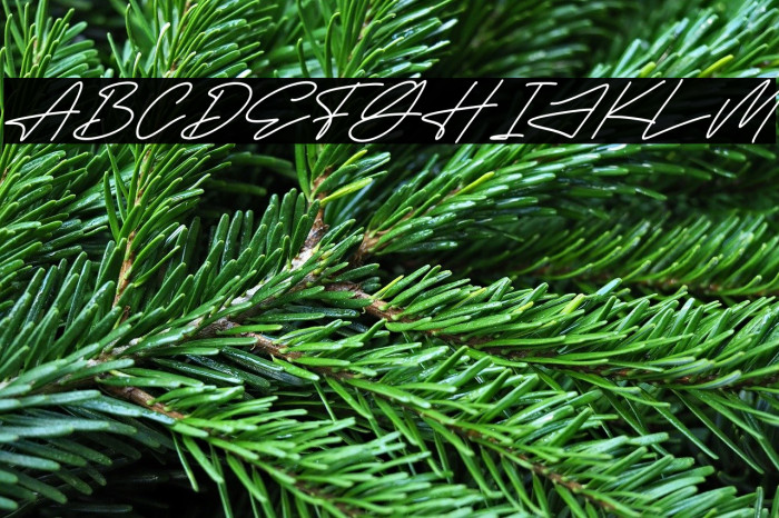 Megasta Signateria Signature Italic Example 2