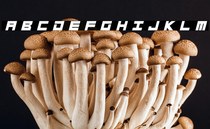 Megatech Bold Italic Example 3