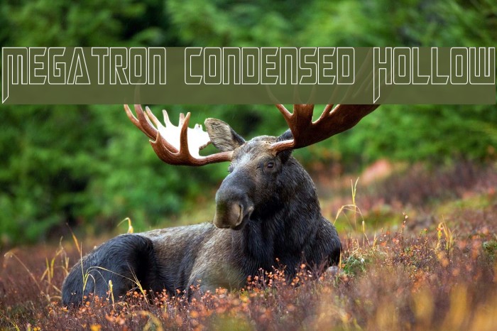 Megatron Condensed Hollow Example 2