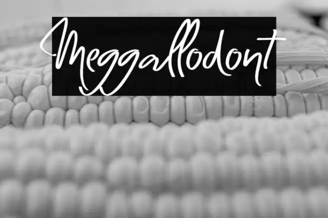 Meggallodont Example 1