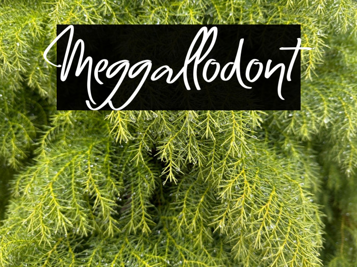 Meggallodont Example 3