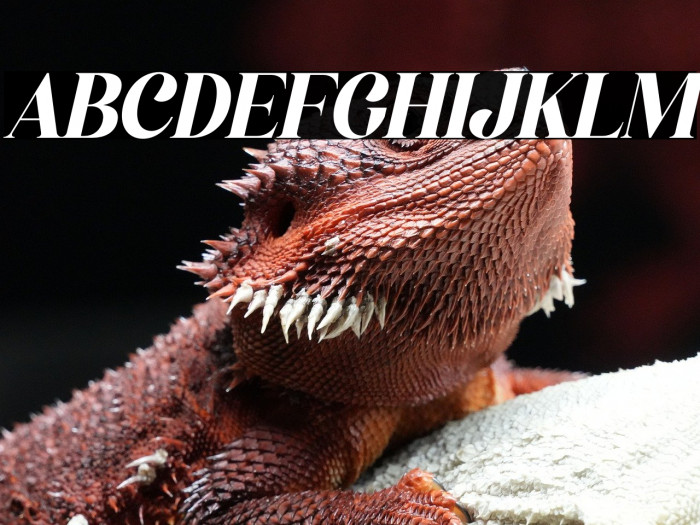 Megistica Italic Example 2