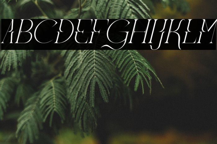 Meglona Italic Example 1