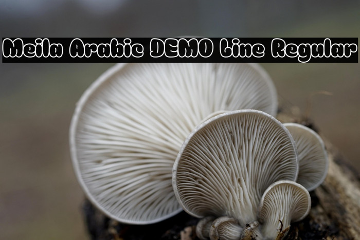 Meila Arabic DEMO Line Regular Example 1