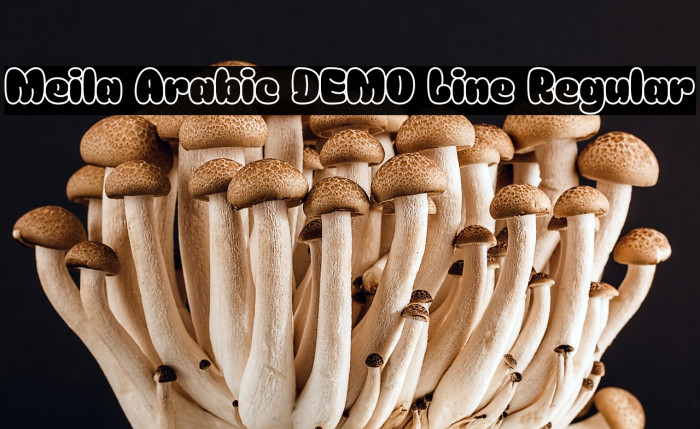 Meila Arabic DEMO Line Regular Example 2