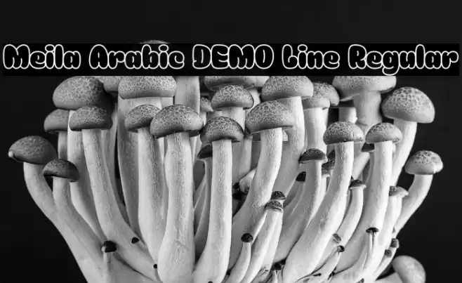 Meila Arabic DEMO Line Regular خط examples