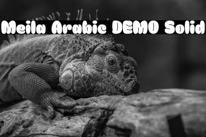 Meila Arabic DEMO Solid خط examples