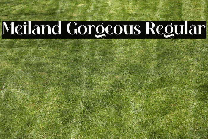 Meiland Gorgeous Regular Example 3