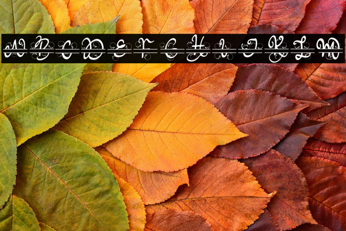 Meisha Monogram Example 2