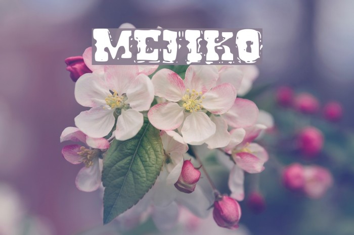 Mejiko Font examples