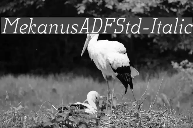 MekanusADFStd-Italic Fuentes examples