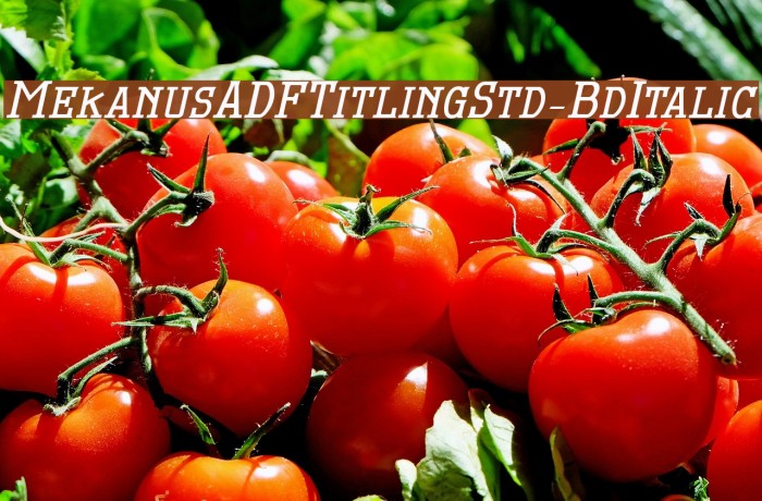 MekanusADFTitlingStd-BdItalic Font examples
