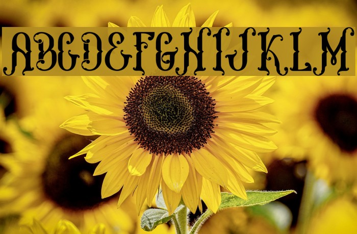 MelanesiaRegular Font examples