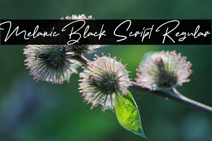 Melanic Black Script Regular Example 2