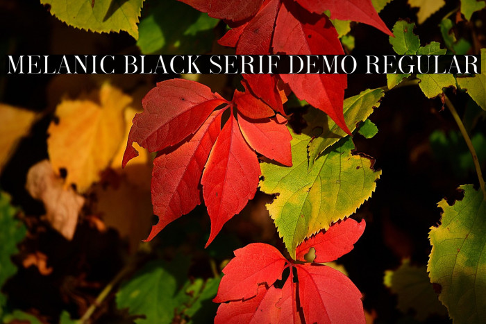 Melanic Black Serif Demo Regular Example 1