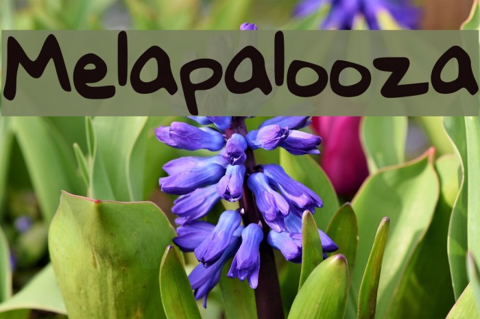 Melapalooza Font examples