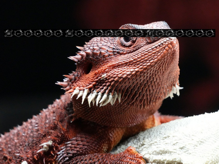 Melati Monogram Regular Example 1