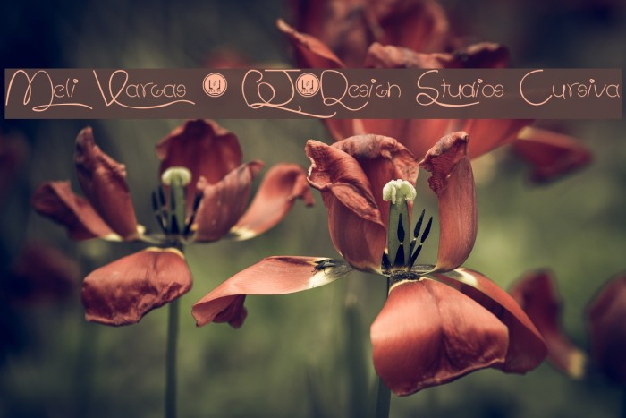 Meli Vargas - LJ-Design Studios Cursiva Font examples