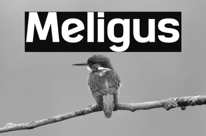 Meligus Example 3
