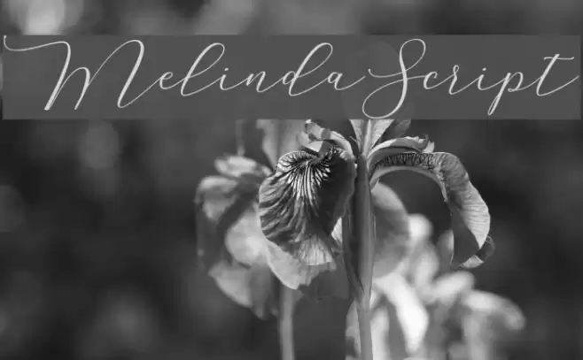MelindaScript Font examples