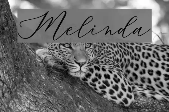 Melinda Font examples