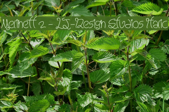 Melinett 2 - LJ-Design Studios Italic Font examples