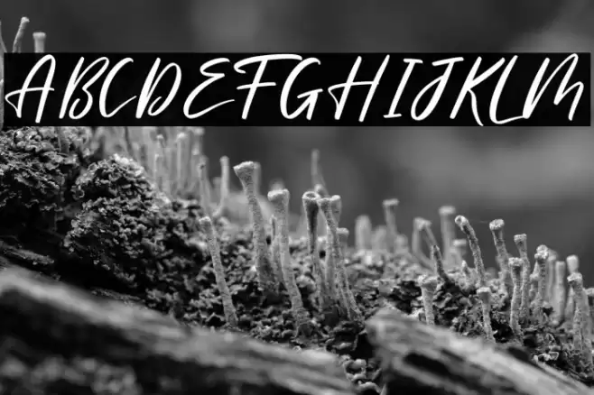 Meliska Font examples